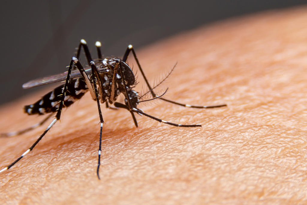 Governo de São Paulo decreta emergência para dengue