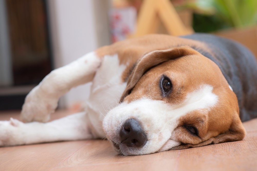 Onda de calor: como cuidar dos pets no período?