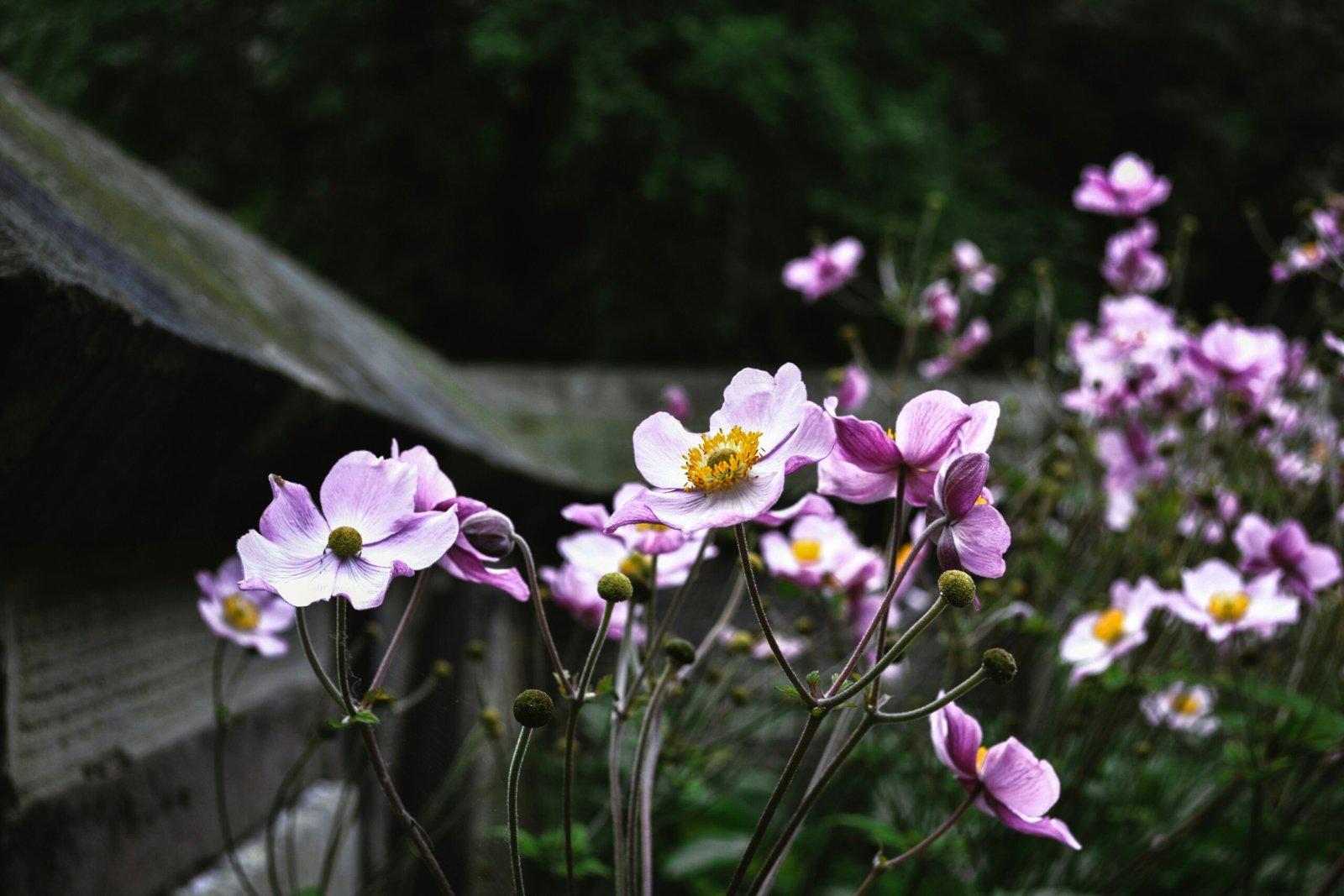 Dia de Finados deve impulsionar vendas de flores em 5,2% no Brasil em 2026